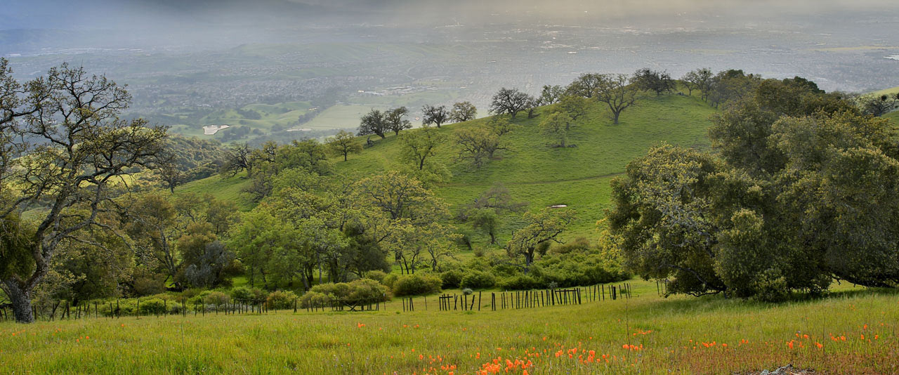 Green rolling hills and trees